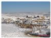 Ovejas En La Nevada