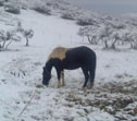 Nevada de Diciembre de 2009...